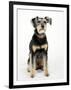 Mixed Breed Dog Sitting Down, One Ear Raised-Petra Wegner-Framed Premium Photographic Print