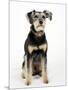 Mixed Breed Dog Sitting Down, One Ear Raised-Petra Wegner-Mounted Premium Photographic Print