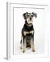 Mixed Breed Dog Sitting Down, One Ear Raised-Petra Wegner-Framed Photographic Print