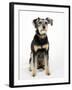 Mixed Breed Dog Sitting Down, One Ear Raised-Petra Wegner-Framed Photographic Print