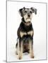 Mixed Breed Dog Sitting Down, One Ear Raised-Petra Wegner-Mounted Photographic Print
