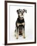 Mixed Breed Dog Sitting Down, One Ear Raised-Petra Wegner-Framed Photographic Print