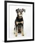 Mixed Breed Dog Sitting Down, One Ear Raised-Petra Wegner-Framed Photographic Print