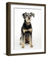 Mixed Breed Dog Sitting Down, One Ear Raised-Petra Wegner-Framed Photographic Print