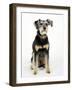 Mixed Breed Dog Sitting Down, One Ear Raised-Petra Wegner-Framed Photographic Print