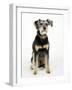 Mixed Breed Dog Sitting Down, One Ear Raised-Petra Wegner-Framed Photographic Print