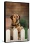 Mixed Breed Dog-DLILLC-Framed Stretched Canvas