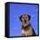 Mixed Breed Dog-DLILLC-Framed Stretched Canvas