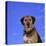 Mixed Breed Dog-DLILLC-Stretched Canvas
