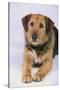 Mixed Breed Dog-DLILLC-Stretched Canvas