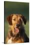 Mixed Breed Dog-DLILLC-Stretched Canvas