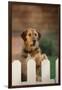 Mixed Breed Dog-DLILLC-Framed Photographic Print