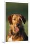 Mixed Breed Dog-DLILLC-Framed Photographic Print