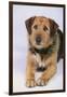 Mixed Breed Dog-DLILLC-Framed Photographic Print