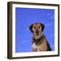 Mixed Breed Dog-DLILLC-Framed Photographic Print