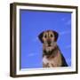 Mixed Breed Dog-DLILLC-Framed Photographic Print
