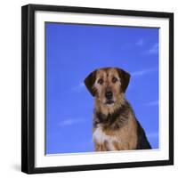 Mixed Breed Dog-DLILLC-Framed Photographic Print