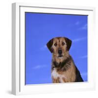 Mixed Breed Dog-DLILLC-Framed Photographic Print