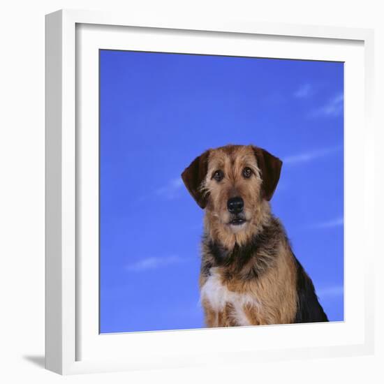 Mixed Breed Dog-DLILLC-Framed Photographic Print