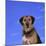 Mixed Breed Dog-DLILLC-Mounted Photographic Print