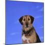Mixed Breed Dog-DLILLC-Mounted Photographic Print