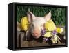 Mixed Breed Domestic Piglet, USA-Lynn M. Stone-Framed Stretched Canvas