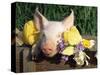 Mixed Breed Domestic Piglet, USA-Lynn M. Stone-Stretched Canvas
