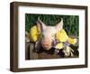 Mixed Breed Domestic Piglet, USA-Lynn M. Stone-Framed Premium Photographic Print