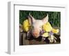 Mixed Breed Domestic Piglet, USA-Lynn M. Stone-Framed Premium Photographic Print