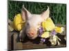 Mixed Breed Domestic Piglet, USA-Lynn M. Stone-Mounted Premium Photographic Print