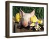Mixed Breed Domestic Piglet, USA-Lynn M. Stone-Framed Photographic Print
