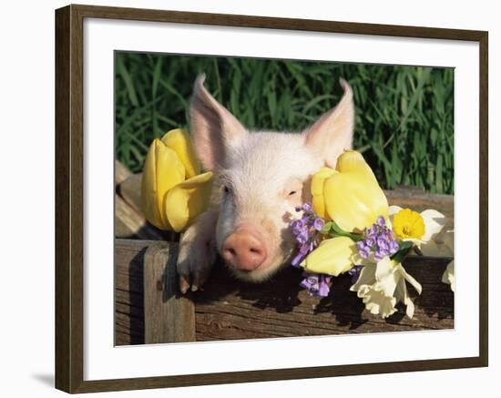 Mixed Breed Domestic Piglet, USA-Lynn M. Stone-Framed Photographic Print