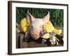 Mixed Breed Domestic Piglet, USA-Lynn M. Stone-Framed Photographic Print