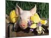 Mixed Breed Domestic Piglet, USA-Lynn M. Stone-Mounted Photographic Print