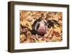 Mixed-Breed Piglet (Black and White) in Maple Leaves, Freeport, Illinois, USA-Lynn M^ Stone-Framed Photographic Print