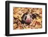 Mixed-Breed Piglet (Black and White) in Maple Leaves, Freeport, Illinois, USA-Lynn M^ Stone-Framed Photographic Print