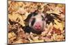 Mixed-Breed Piglet (Black and White) in Maple Leaves, Freeport, Illinois, USA-Lynn M^ Stone-Mounted Photographic Print