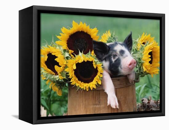 Mixed-Breed Piglet in Basket with Sunflowers, USA-Lynn M^ Stone-Framed Stretched Canvas