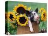 Mixed-Breed Piglet in Basket with Sunflowers, USA-Lynn M^ Stone-Stretched Canvas