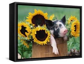 Mixed-Breed Piglet in Basket with Sunflowers, USA-Lynn M^ Stone-Framed Stretched Canvas