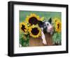 Mixed-Breed Piglet in Basket with Sunflowers, USA-Lynn M^ Stone-Framed Premium Photographic Print