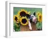 Mixed-Breed Piglet in Basket with Sunflowers, USA-Lynn M^ Stone-Framed Premium Photographic Print