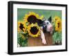 Mixed-Breed Piglet in Basket with Sunflowers, USA-Lynn M^ Stone-Framed Premium Photographic Print