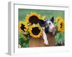 Mixed-Breed Piglet in Basket with Sunflowers, USA-Lynn M^ Stone-Framed Premium Photographic Print