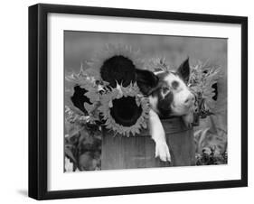 Mixed-Breed Piglet in Basket with Sunflowers, USA-Lynn M^ Stone-Framed Premium Photographic Print