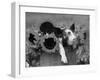 Mixed-Breed Piglet in Basket with Sunflowers, USA-Lynn M^ Stone-Framed Premium Photographic Print