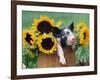 Mixed-Breed Piglet in Basket with Sunflowers, USA-Lynn M^ Stone-Framed Photographic Print