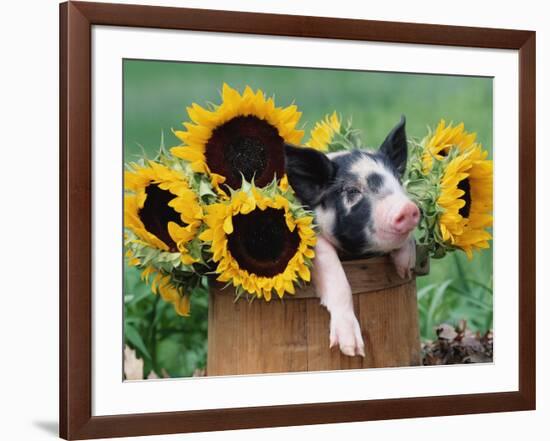 Mixed-Breed Piglet in Basket with Sunflowers, USA-Lynn M^ Stone-Framed Photographic Print