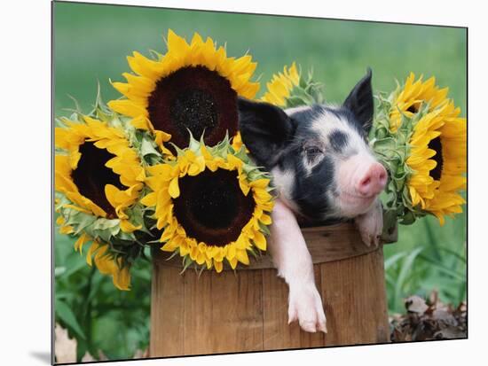Mixed-Breed Piglet in Basket with Sunflowers, USA-Lynn M^ Stone-Mounted Photographic Print