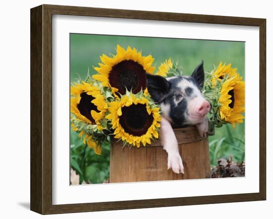 Mixed-Breed Piglet in Basket with Sunflowers, USA-Lynn M^ Stone-Framed Photographic Print